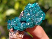 Natural Dioptase on Dolomite Matrix Specimens x 12 From Mashamba East, Congo