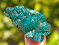 Natural Dioptase on Dolomite Matrix Specimens x 12 From Mashamba East, Congo