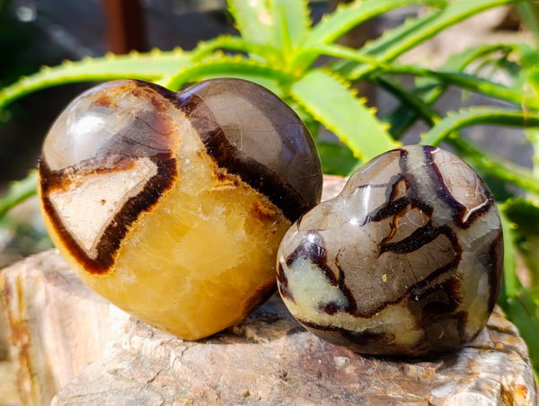 Polished Fossilized Septerye Hearts x 6 From Mahajanga, Madagascar