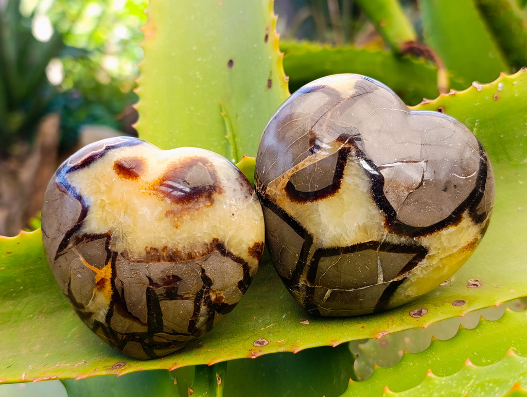 Polished Fossilized Septerye Hearts x 6 From Mahajanga, Madagascar - Toprock Gemstones and Minerals 
