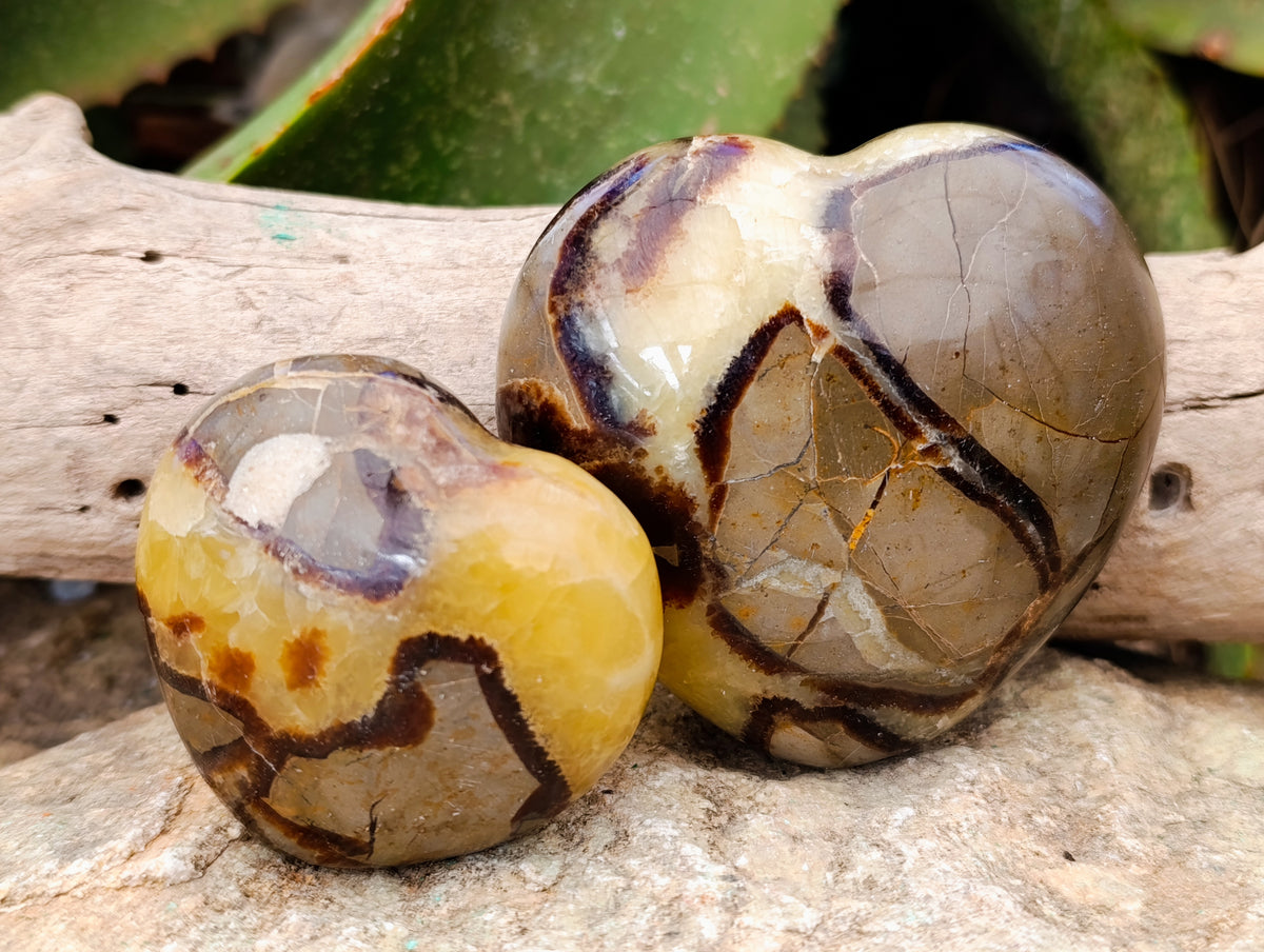 Polished Fossilized Septerye Hearts x 6 From Mahajanga, Madagascar - Toprock Gemstones and Minerals 