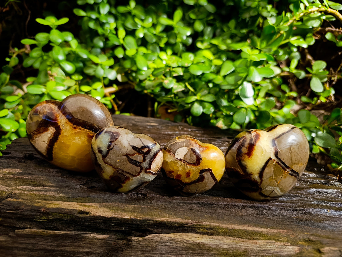 Polished Fossilized Septerye Hearts x 6 From Mahajanga, Madagascar - Toprock Gemstones and Minerals 