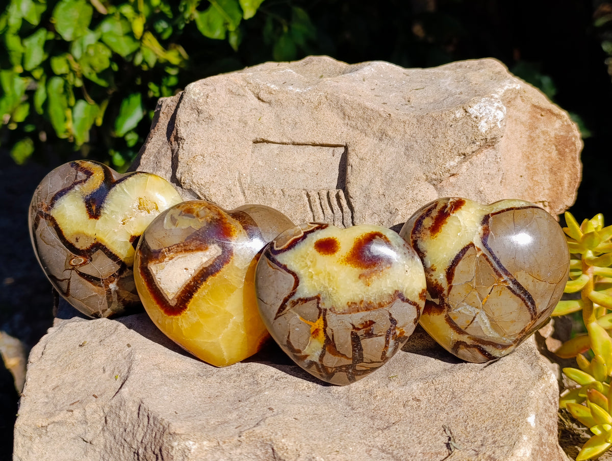 Polished Fossilized Septerye Hearts x 6 From Mahajanga, Madagascar - Toprock Gemstones and Minerals 