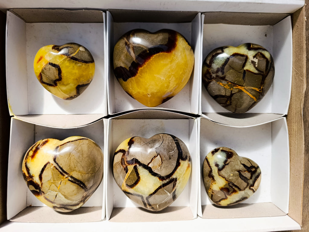 Polished Fossilized Septerye Hearts x 6 From Mahajanga, Madagascar - Toprock Gemstones and Minerals 
