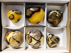 Polished Fossilized Septerye Hearts x 6 From Mahajanga, Madagascar - Toprock Gemstones and Minerals 