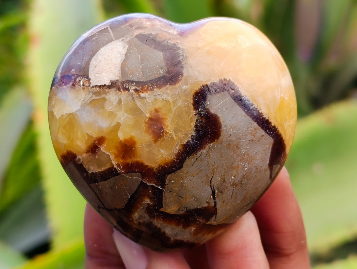 Polished Fossilized Septerye Hearts x 6 From Mahajanga, Madagascar - Toprock Gemstones and Minerals 