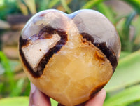 Polished Fossilized Septerye Hearts x 6 From Mahajanga, Madagascar