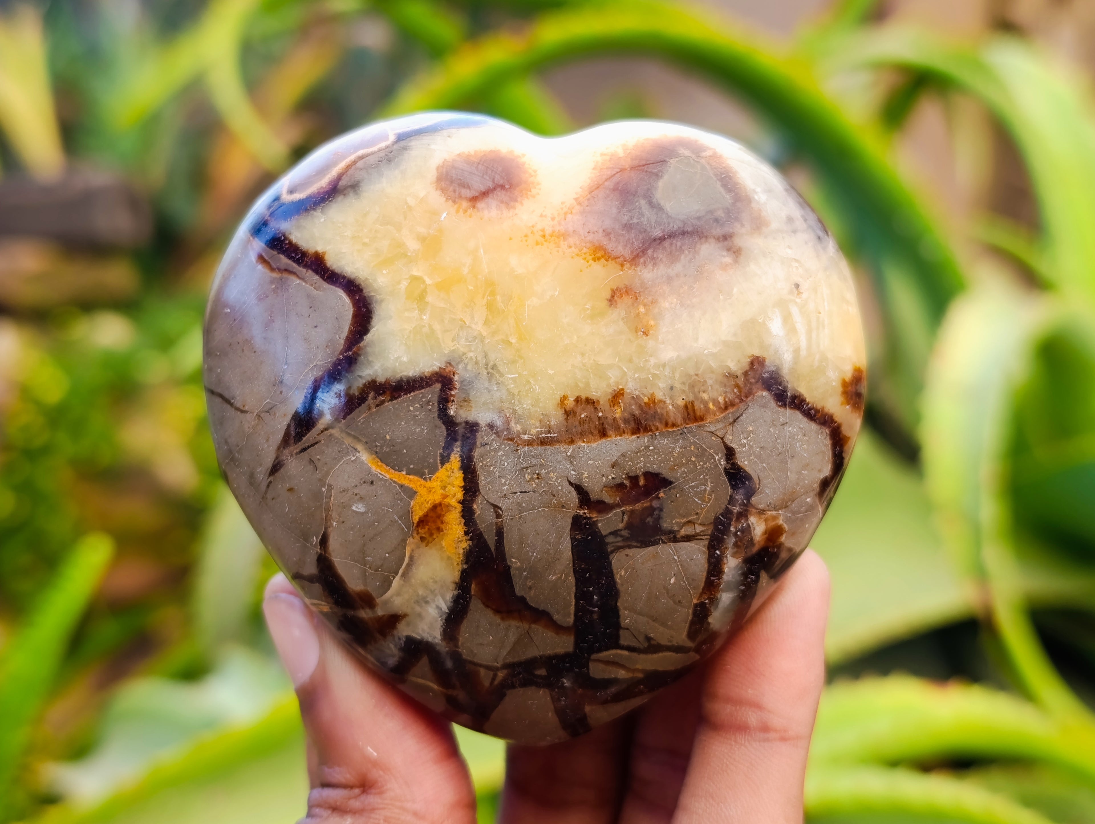 Polished Fossilized Septerye Hearts x 6 From Mahajanga, Madagascar - Toprock Gemstones and Minerals 