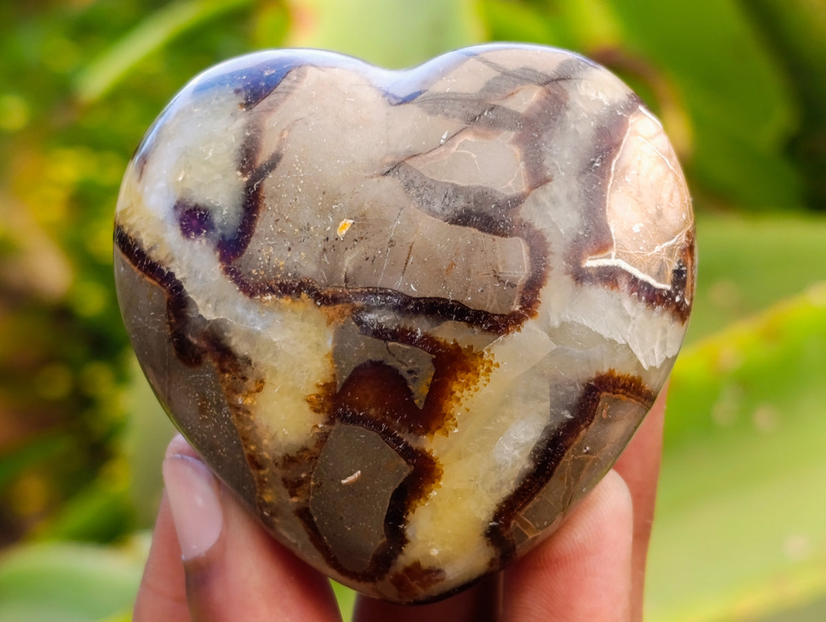 Polished Fossilized Septerye Hearts x 6 From Mahajanga, Madagascar - Toprock Gemstones and Minerals 