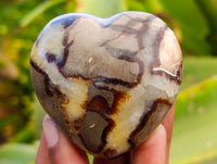 Polished Fossilized Septerye Hearts x 6 From Mahajanga, Madagascar