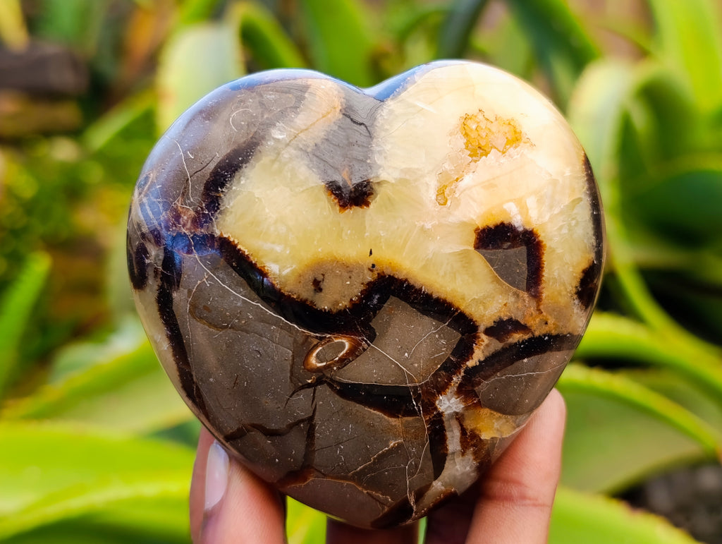 Polished Fossilized Septerye Hearts x 6 From Mahajanga, Madagascar - Toprock Gemstones and Minerals 