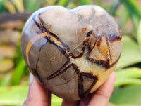 Polished Fossilized Septerye Hearts x 6 From Mahajanga, Madagascar