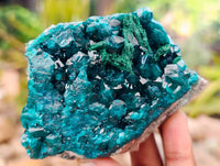 Natural Dioptase with Crystalline Malachite on Dolomite Matrix Specimens x 3 From Mashamba East, Congo