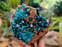 Natural Dioptase with Crystalline Malachite on Dolomite Matrix Specimens x 3 From Mashamba East, Congo