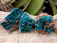 Natural Dioptase with Crystalline Malachite on Dolomite Matrix Specimens x 3 From Mashamba East, Congo