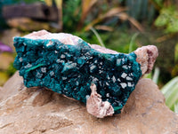 Natural Dioptase with Crystalline Malachite on Dolomite Matrix Specimens x 3 From Mashamba East, Congo