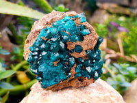 Natural Dioptase with Crystalline Malachite on Dolomite Matrix Specimens x 3 From Mashamba East, Congo