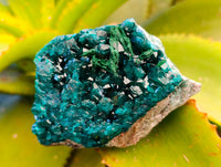 Natural Dioptase with Crystalline Malachite on Dolomite Matrix Specimens x 3 From Mashamba East, Congo
