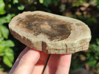 Polished Petrified Wood Slices x 6 From Gokwe, Zimbabwe