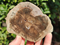 Polished Petrified Wood Slices x 6 From Gokwe, Zimbabwe