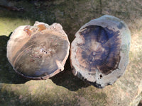 Polished Petrified Wood Slices x 6 From Gokwe, Zimbabwe