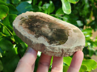 Polished Petrified Wood Slices x 6 From Gokwe, Zimbabwe