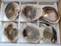 Polished Petrified Wood Slices x 6 From Gokwe, Zimbabwe