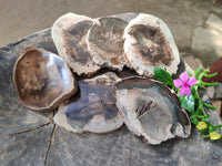Polished Petrified Wood Slices x 6 From Gokwe, Zimbabwe