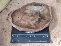 Polished Petrified Wood Slices x 6 From Gokwe, Zimbabwe