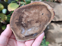 Polished Petrified Wood Slices x 6 From Gokwe, Zimbabwe