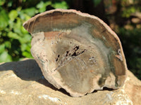 Polished Petrified Wood Slices x 6 From Gokwe, Zimbabwe