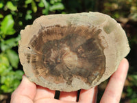 Polished Petrified Wood Slices x 6 From Gokwe, Zimbabwe