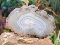 Polished Banded Agate Slices x 22 From Madagascar