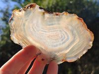 Polished Banded Agate Slices x 22 From Madagascar