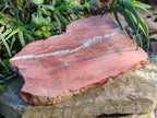 Natural Banded Red Jasper Slabbed Rough Slice x 1 From Northern Cape, South Africa - Toprock Gemstones and Minerals 