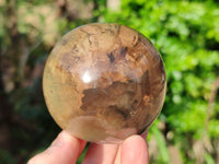Polished Petrified Wood Balls x 3 From Gokwe, Zimbabwe