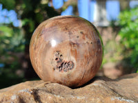 Polished Petrified Wood Balls x 3 From Gokwe, Zimbabwe