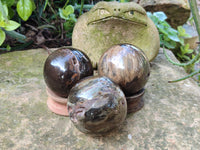Polished Petrified Wood Balls x 3 From Gokwe, Zimbabwe