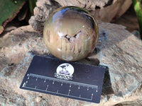 Polished Petrified Wood Balls x 3 From Gokwe, Zimbabwe