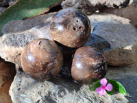 Polished Petrified Wood Balls x 3 From Gokwe, Zimbabwe