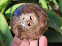 Polished Petrified Wood Balls x 3 From Gokwe, Zimbabwe