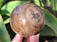 Polished Petrified Wood Balls x 3 From Gokwe, Zimbabwe
