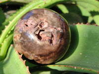 Polished Petrified Wood Balls x 3 From Gokwe, Zimbabwe