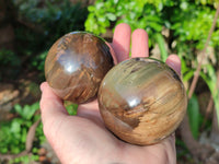 Polished Petrified Wood Balls x 3 From Gokwe, Zimbabwe