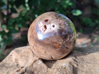 Polished Petrified Wood Balls x 3 From Gokwe, Zimbabwe