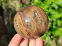 Polished Petrified Wood Balls x 3 From Gokwe, Zimbabwe