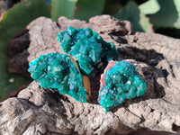 Natural Dioptase On Dolomite Specimens x 12 From Mashamba East Mine, Congo