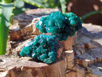 Natural Dioptase On Dolomite Specimens x 12 From Mashamba East Mine, Congo
