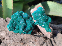 Natural Dioptase On Dolomite Specimens x 12 From Mashamba East Mine, Congo