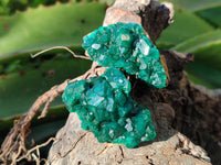 Natural Dioptase On Dolomite Specimens x 12 From Mashamba East Mine, Congo